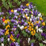 Bulbes à fleurs à planter à l'automne - Crocus Grande Fleur En Mélange (x12) - face recto